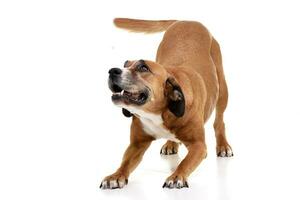 Studio shot of an angry Staffordshire Terrier photo