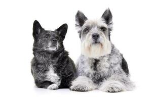 Studio shot of an adorable mixed breed dog and a Miniature schnauzer photo