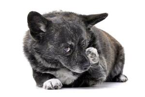 estudio Disparo de un adorable mezclado raza perro foto