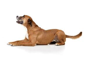 Studio shot of an adorable Staffordshire Terrier photo