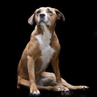 Studio shot of an adorable Staffordshire Terrier photo