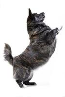 An adorable mixed breed dog standing on hind legs photo