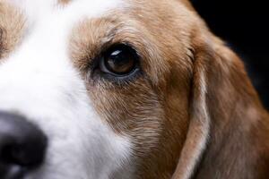 retrato de un adorable beagle foto