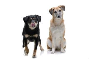 Studio shot of two adorable mixed breed dog photo