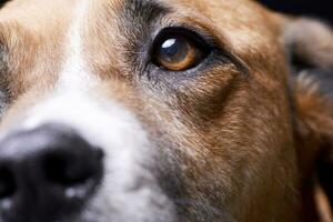 retrato de un adorable Staffordshire terrier foto