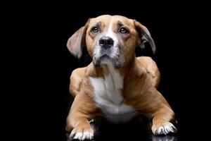 Studio shot of an adorable Staffordshire Terrier photo