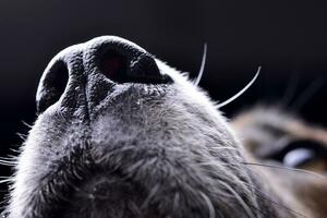 cerca Disparo de un adorable Staffordshire terrier nariz foto