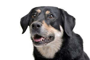 Portrait of an adorable mixed breed dog photo