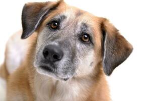 Portrait of an adorable mixed breed dog photo