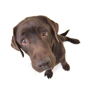 retrato de un adorable Labrador perdiguero foto