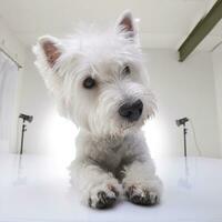 Studio shot of an adorable West Highland White Terrier photo