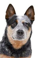 Studio shot of an adorable Australian Cattle Dog photo