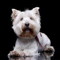 estudio Disparo de un adorable Oeste tierras altas blanco terrier foto