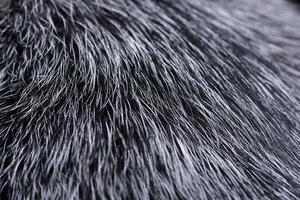 Close shot of an Australian Cattle Dog's hair photo