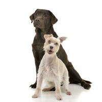 Studio shot of an adorable mixed breed dog and a Labrador retriever photo