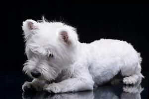 estudio Disparo de un adorable Oeste tierras altas blanco terrier foto