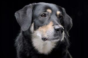 Portrait of an adorable mixed breed dog photo