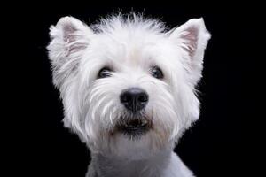 Studio shot of an adorable West Highland White Terrier photo