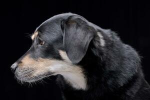 retrato de un adorable mezclado raza perro foto