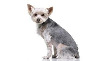 Studio shot of an adorable Yorkshire Terrier photo