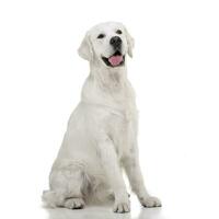 Studio shot of an adorable Golden retriever photo