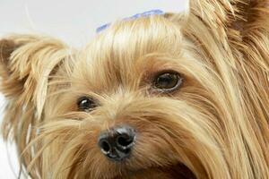 Portrait of an adorable Yorkshire Terrier photo