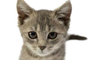 Studio shot of an adorable domestic kitten photo