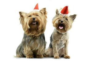 Two adorable Yorkshire Terrier wearing red, funny hats photo