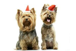 Two adorable Yorkshire Terrier wearing red, funny hats photo