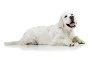 Studio shot of an adorable Golden retriever photo