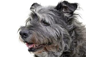 Portrait of an adorable mixed breed dog photo