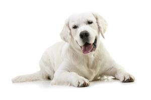 Studio shot of an adorable Golden retriever photo