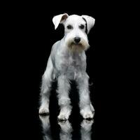 Studio shot of a cute Miniature Schnauzer photo