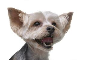 Portrait of an adorable Yorkshire Terrier photo