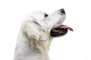 Portrait of an adorable Golden retriever photo