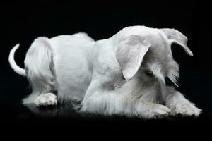 Studio shot of a cute Miniature Schnauzer photo