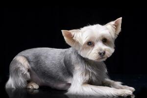 Studio shot of an adorable Yorkshire Terrier photo