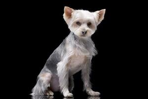 Studio shot of an adorable Yorkshire Terrier photo