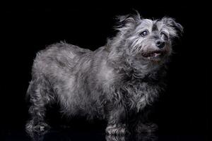 estudio Disparo de un adorable mezclado raza perro foto