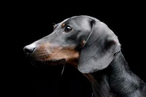 retrato de un adorable perro tejonero foto