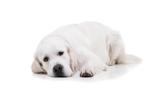 estudio Disparo de un adorable dorado perdiguero foto