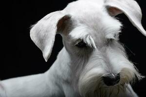 retrato de un linda miniatura Schnauzer foto