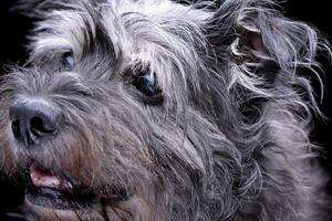 retrato de un adorable mezclado raza perro foto