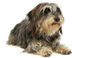 Studio shot of an adorable Dachshund photo