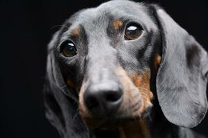 Portrait of an adorable Dachshund photo