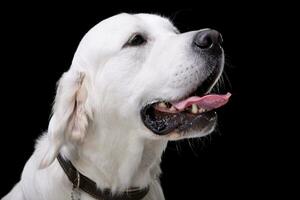 Portrait of an adorable Golden retriever photo