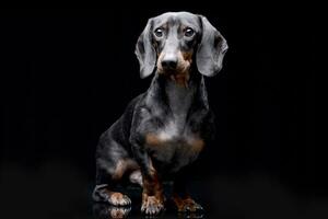 estudio Disparo de un adorable perro tejonero foto