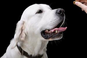 Hand feeding of an adorable Golden retriever photo