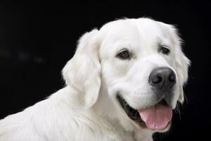 Portrait of an adorable Golden retriever photo