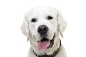 Portrait of an adorable Golden retriever photo